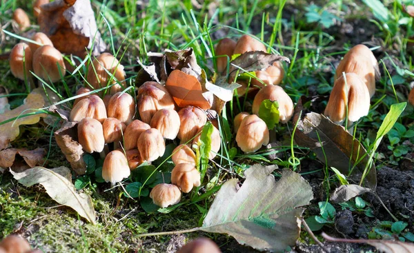 Eine Nahaufnahme Von Kleinen Waldpilzen Sonnenlicht Mit Seichtem Fokus — Stockfoto