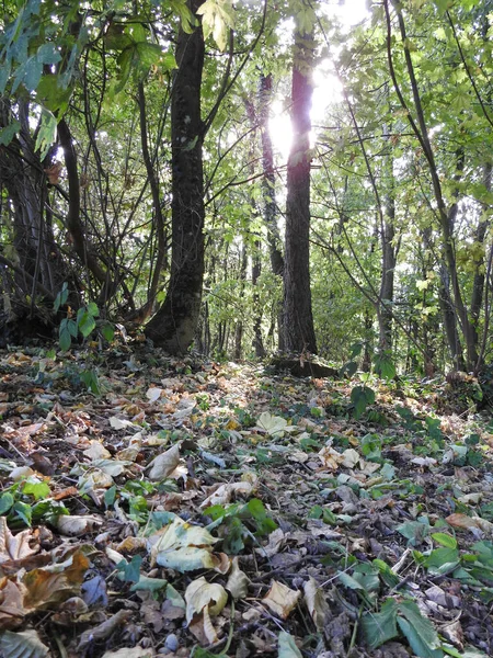 Soleil Brille Travers Les Branches Des Arbres Dans Une Forêt — Photo