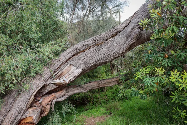 Tiro Uma Árvore Inclinada Através Das Folhas Floresta — Fotografia de Stock