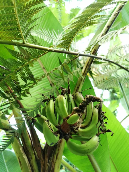 Вертикальный Снимок Красивого Бананового Дерева Ботаническом Саду Мадриде Испания — стоковое фото