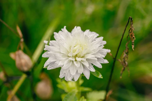 Een Close Shot Van Een Tedere Kleine Witte Bloem Zonnebank — Stockfoto