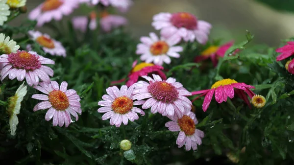 Une Camomille Blanche Rose Fleurie Avec Des Gouttes Rosée — Photo