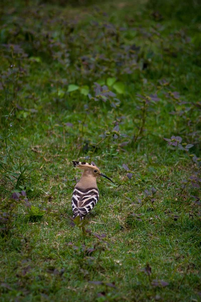 Une Jolie Huppe Eurasienne Dans Son Habitat Naturel — Photo