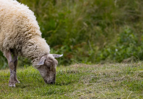 Owce Jedzące Trawę Pastwisku — Zdjęcie stockowe