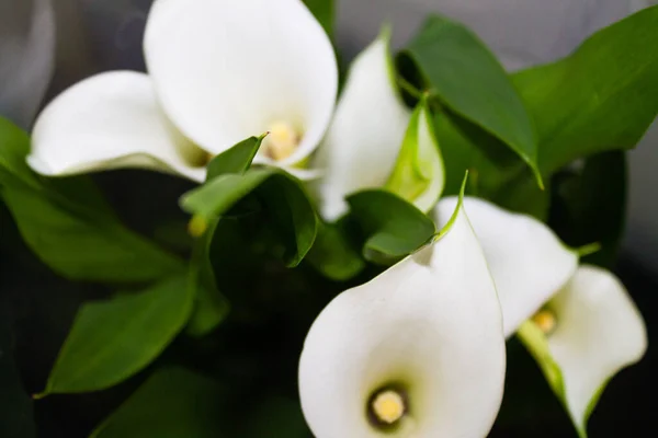 Blooming Calla Lily Flowers Garden — Stock Photo, Image