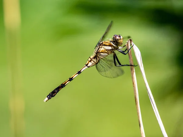 在模糊的背景下 一张年轻女性白尾蛇蜻蜓的特写照片 — 图库照片