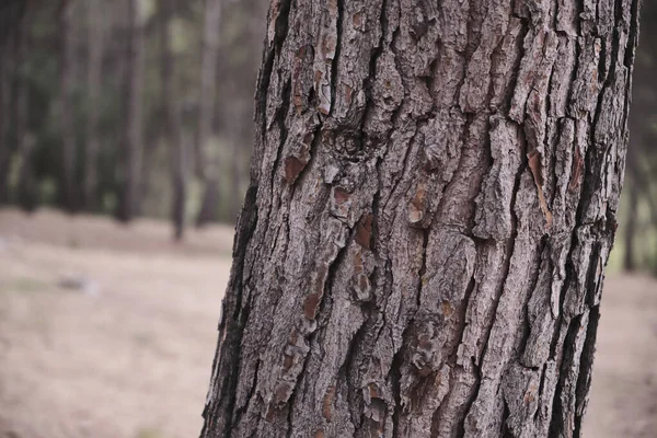 Uno Sparo Primo Piano Tronco Pino Una Foresta — Foto Stock