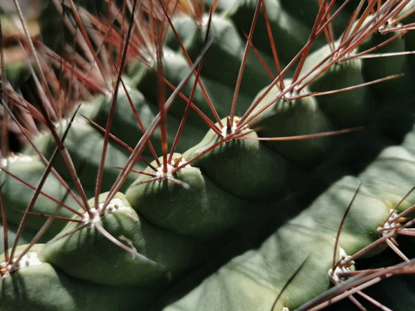 스페인 마드리드의 식물원에 아름다운 선인장의 — 스톡 사진