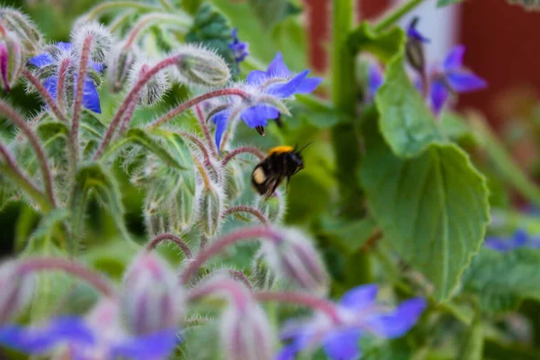 Selektywne Ujęcie Pszczoły Sączącej Nektar Starflower Garze — Zdjęcie stockowe