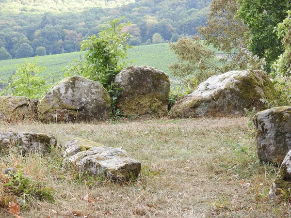 Campo Con Piedras Viejas Ramas Verano —  Fotos de Stock