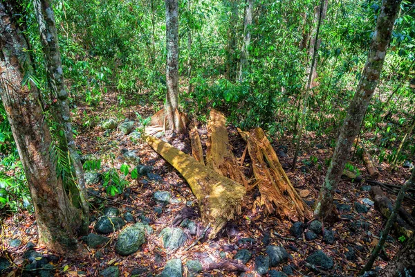 Restos Árvores Caem Nas Atherton Tablelands Tropical North Queensland Austrália — Fotografia de Stock