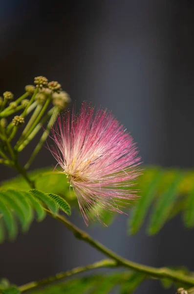 Ramo Albizia Julibrissin Árvore Com Flor Florescendo Fundo Cinza — Fotografia de Stock