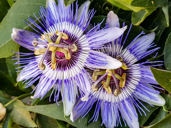 Horní Pohled Rozkvetlé Exotické Krásné Modré Vášeň Květiny Zahradě — Stock fotografie