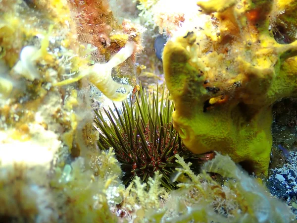 Altında Flora Nın Arkasında Saklanan Bir Deniz Kestanesine Yakın Çekim — Stok fotoğraf