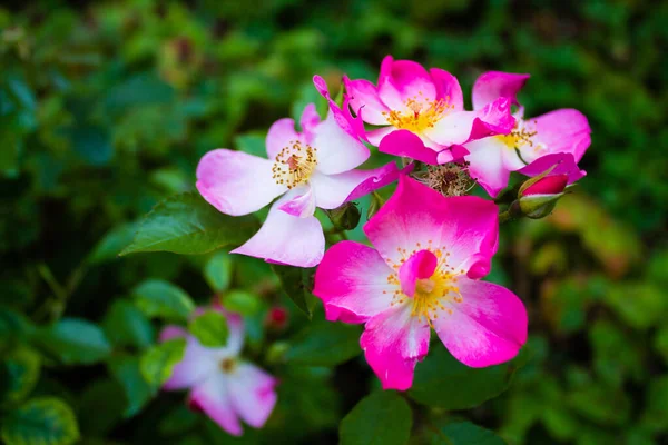 Une Mise Point Sélective Fleurs Rose Fleurs Dans Jardin — Photo