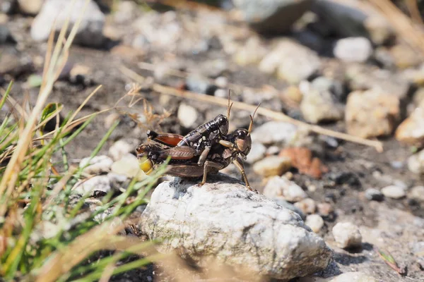 Podisma Pedestris Species Short Horned Grasshopper Hohe Tauern Mountain Range — Stock Photo, Image