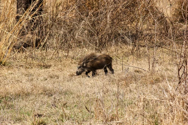 Een Wild Zwijn Omringd Door Gedroogde Gras Bomen Keoladeo National — Stockfoto