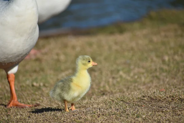 可爱的新生小鹅在湖边受到鹅父母的保护 — 图库照片