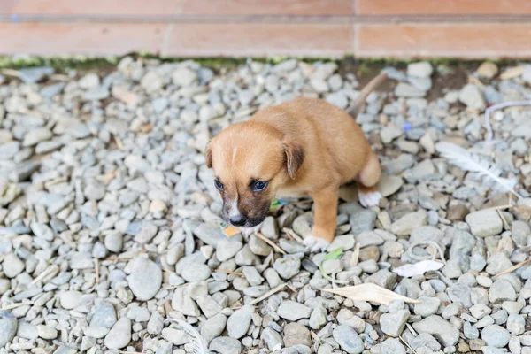 Gros Plan Adorable Chiot Brun Sur Des Pierres Dans Parc — Photo