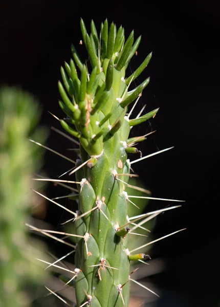 Close Espinhos Plantas Cacto Fundo Preto — Fotografia de Stock