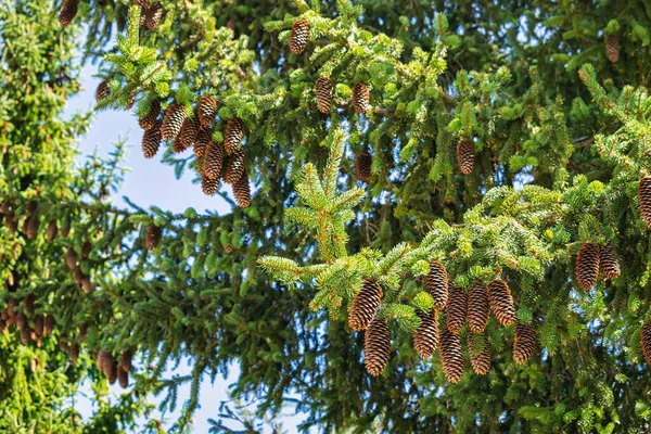 Tiro Ângulo Baixo Ramos Verdes Abeto Com Cones Pinheiro Numerosos — Fotografia de Stock