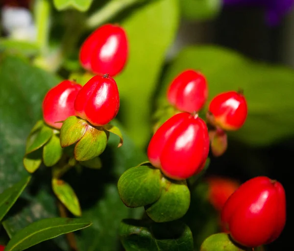 Bahçede Red Hypericum Berry Nin Seçici Odak Noktası — Stok fotoğraf