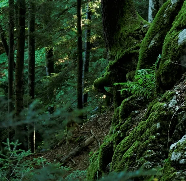 Uma Bela Floresta Musgosa Verde Brilhante — Fotografia de Stock