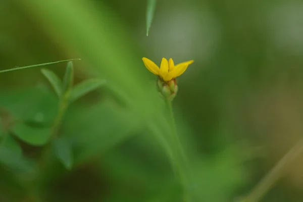 Primer Plano Una Flor Amarilla Sobre Fondo Mezcla Parecido Selva —  Fotos de Stock