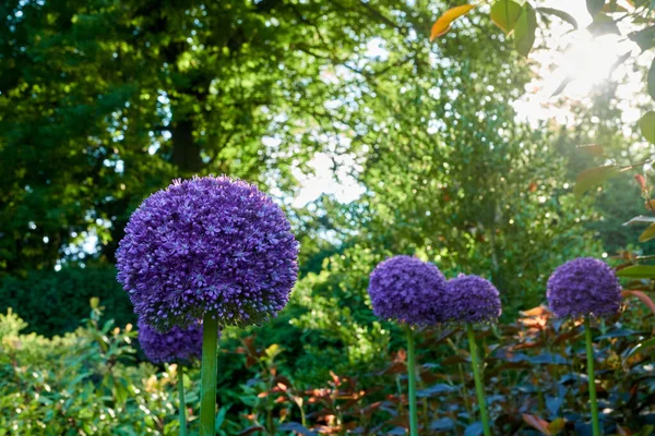 Прекрасний Вид Квіти Союзника Фіолетовими Синіми Пелюстками Ростуть Саду — стокове фото