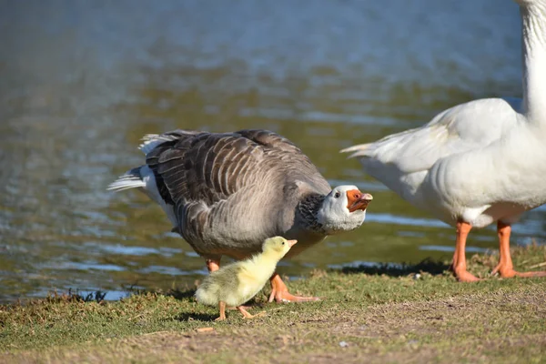 Cute Newborn Gosling Protected Its Goose Parents Lake — Stock Photo, Image