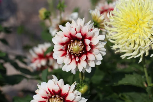 Een Close Van Prachtige Dahlia Bloemen Die Groeien Tuin — Stockfoto