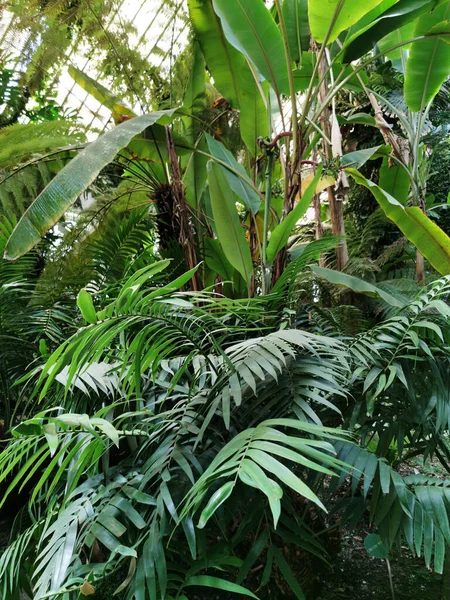 Een Verticale Opname Van Een Prachtig Uitzicht Verschillende Planten Botanische — Stockfoto