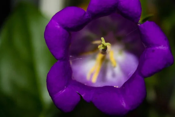 Eine Blühende Purpurglockenblume Garten — Stockfoto