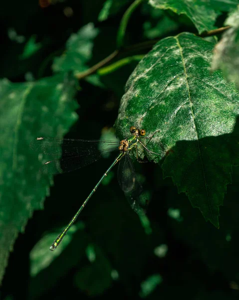 Closeup Shot Dragonfly Green Leaf — Stock Photo, Image