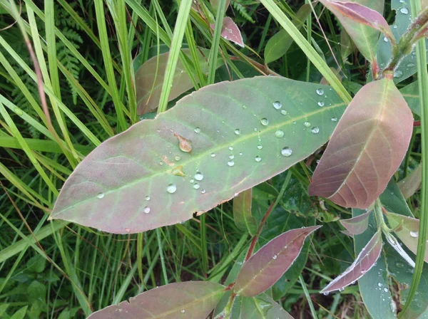 Een Close Shot Van Een Blad Met Waterdruppels — Stockfoto