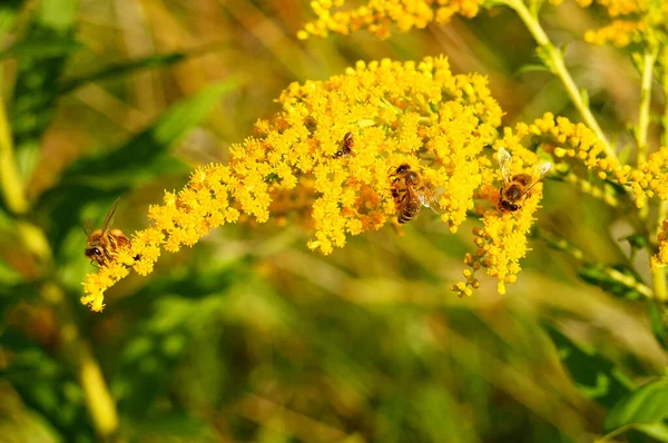 Verga Oro Canadese Una Pianta Invasiva Europa Settembre Dopo Fieno — Foto Stock