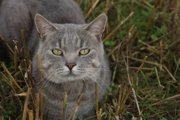 Tarlada Budanmış Kamışları Olan Gri Evcil Bir Kedi — Stok fotoğraf