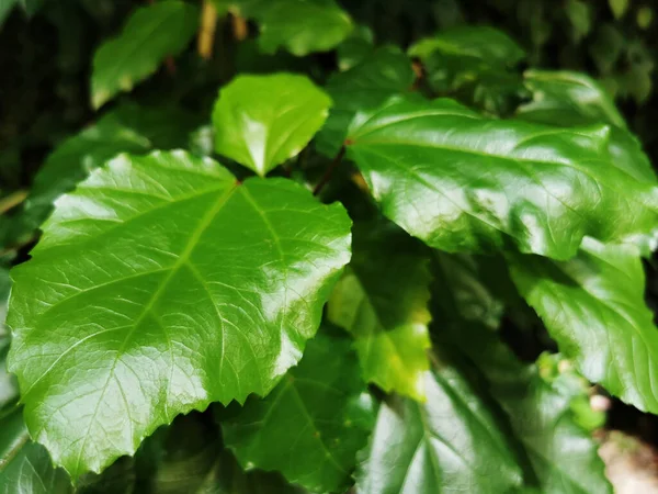 Une Belle Vue Sur Les Feuilles Différentes Plantes Intéressantes Dans — Photo