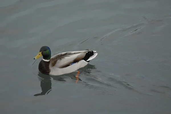 Een Eenzame Mannelijke Wilde Eend Drijvend Vijver — Stockfoto