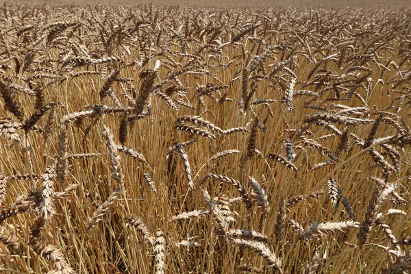 Het Gouden Oor Van Tarwe Het Veld — Stockfoto