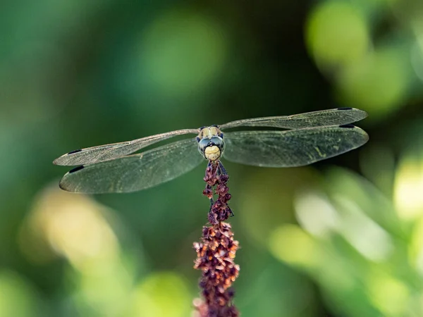 Detailní Záběr Mladé Ženy White Tailed Skimmer Vážky Rozmazaném Pozadí — Stock fotografie