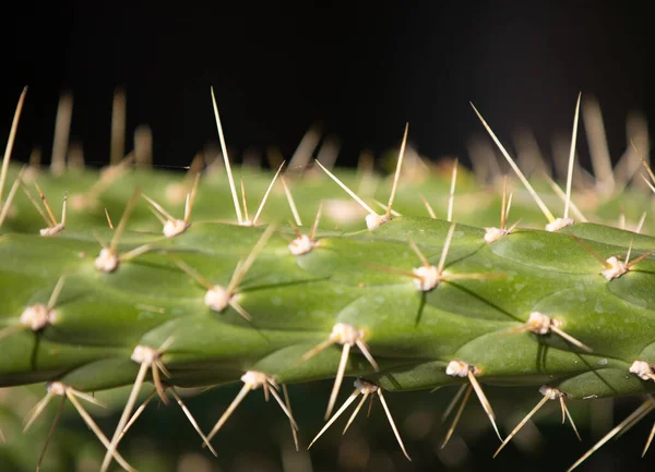 Primer Plano Espinas Cactus Sobre Fondo Negro —  Fotos de Stock