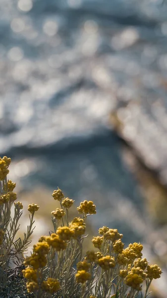 Een Verticaal Shot Van Gele Bloemen Een Wazige Achtergrond — Stockfoto