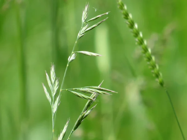 Een Closeup Van Een Groene Tarwe Piek Het Veld — Stockfoto