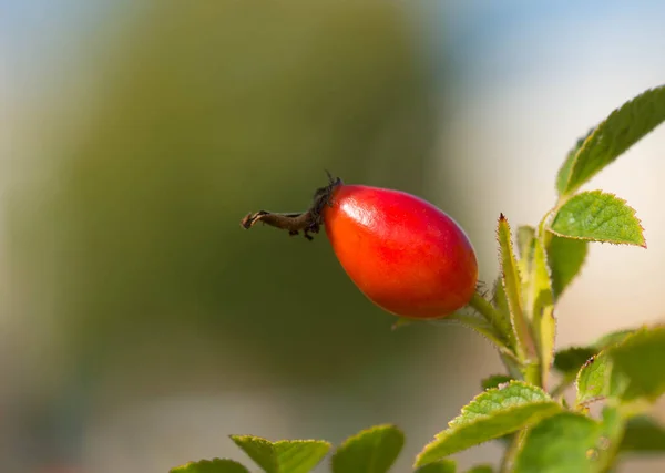 Τριαντάφυλλο Γοφούς Αυξάνεται Ένα Δέντρο Φύση Φθινόπωρο Κόκκινα Φρούτα — Φωτογραφία Αρχείου