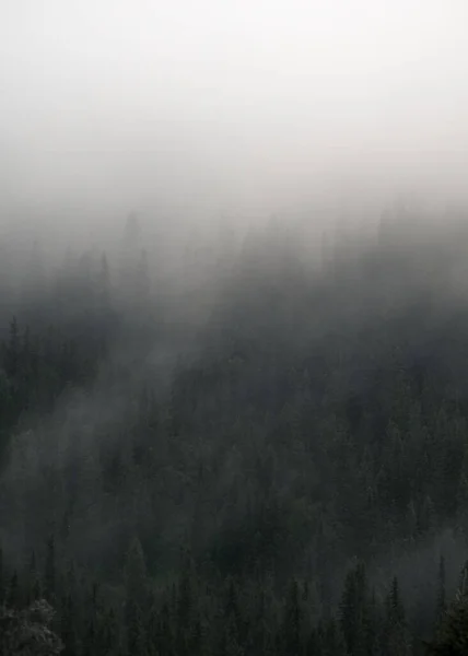 Lovitură Verticală Unei Păduri Cețoase Înălțime Verde Tre — Fotografie, imagine de stoc