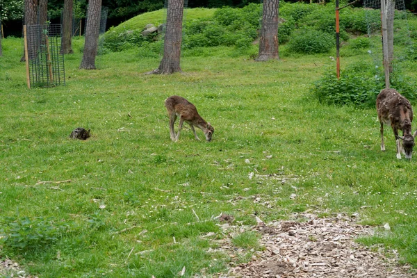緑の森の中で2匹の小さな鹿の放牧の美しいショット 野生動物 — ストック写真