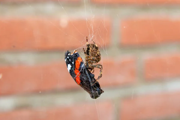 Jardin Orbe Tisserand Croix Araignée Manger Papillon Amiral Rouge Capturé — Photo