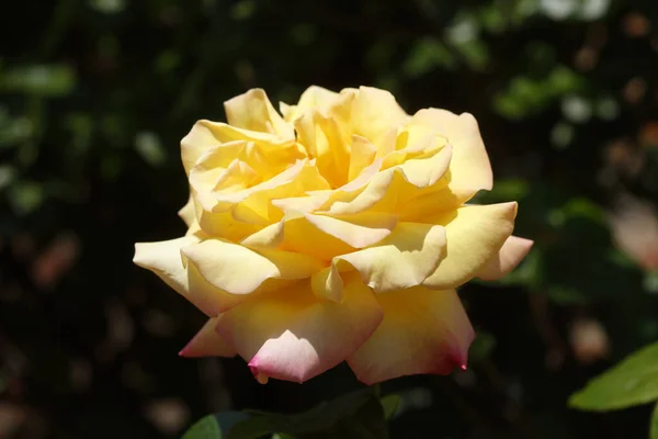 Close Amarelo Gelbe Rose Jardim Sob Sol — Fotografia de Stock