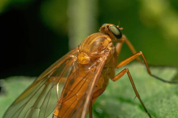 Tiro Macro Rhagionidae Uma Folha Verde Fundo Borrado — Fotografia de Stock